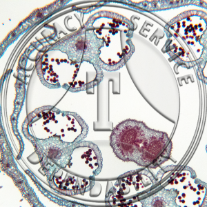 17-367-3 Ribes americanum Epigynous Bud 2 Level CS Prepared Microscope Slide
