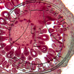 17-367A-1 Rubus occidentalis Flower Bud CS Prepared Microscope Slide