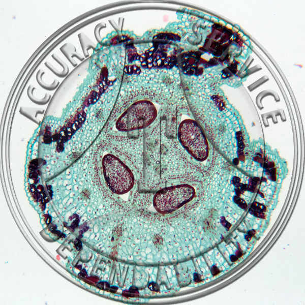 17-371-3 Sambucus canadensis Flower Bud 2 Level CS Prepared Microscope Slide