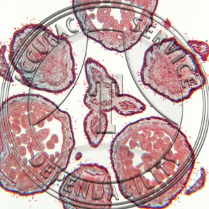 17-379-2 Spiraea tomentosa Floral Cluster CS Prepared Microscope Slide