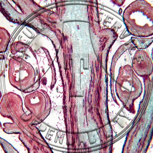 17-379-3 Spiraea tomentosa Floral Cluster Median LS Prepared Microscope Slide