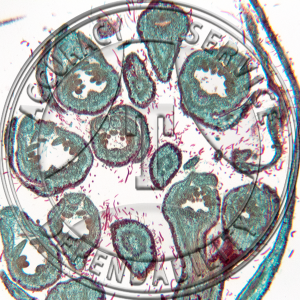 17-379-4 Spiraea tomentosa Floral Cluster LS Prepared Microscope Slide