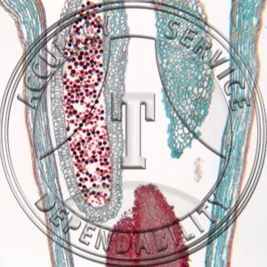17-380A-3 Syringa vulgaris Flower Bud Median LS Prepared Microscope Slide