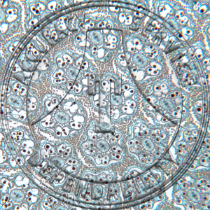 17-381-1 Taraxa officinale Floral Head CS Prepared Microscope Slide