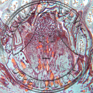 17-381A-1 Tilia americana Flower Bud Median LS Prepared Microscope Slide