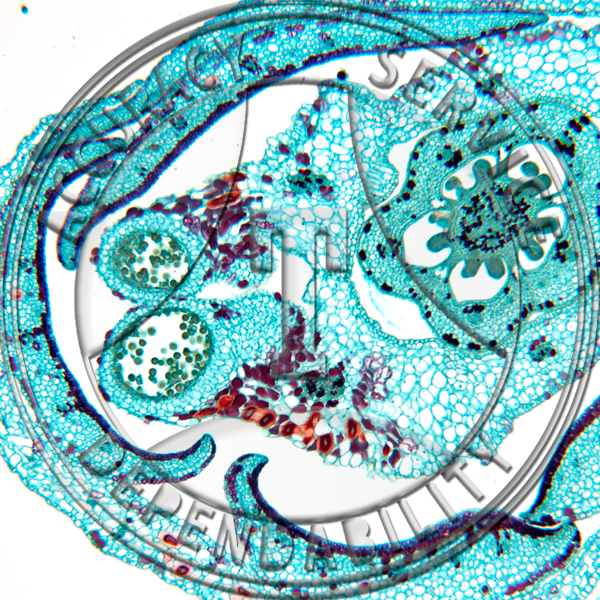 17-6A Impatiens balsamina Flower Bud CS Prepared Microscope Slide