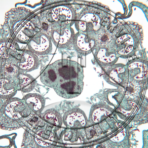 17-8A Lycospersicum esculentum Bud CS Prepared Microscope Slide