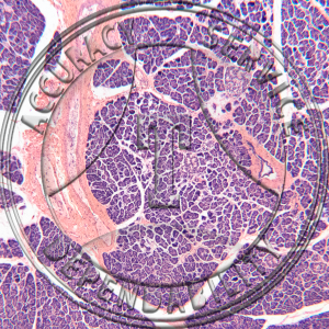 Pancreas Human Prepared Microscope Slide