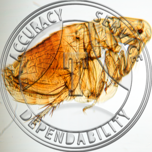 Bubonic Plague Rat Flea Male Prepared Microscope Slide