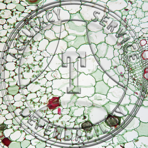 11-12N Impatiens balsamina Prepared Microscope Slide
