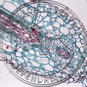 11-12P Impatiens balsamina Older Stem LS Prepared Microscope Slide