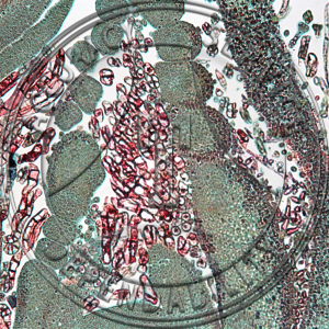 11-13E Juglans nigra Median Stem Tip Prepared Microscope Slide