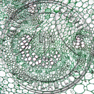 11-14N Lupinus albus Stem Early Cambium Prepared Microscope Slide