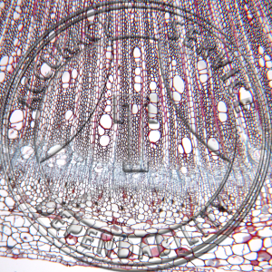 11-15* Lycopersicum esculentum Older Stem Prepared Microscope Slide