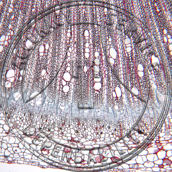 11-15* Lycopersicum esculentum Older Stem Prepared Microscope Slide