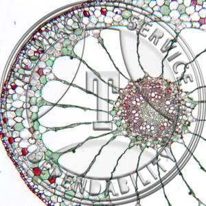 11-18D Myriophyllum Hydrophytic Stem Prepared Microscope Slide