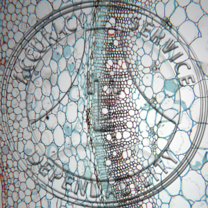 11-19A Nicotiana tabacum Stem Protophloem Prepared Microscope Slide