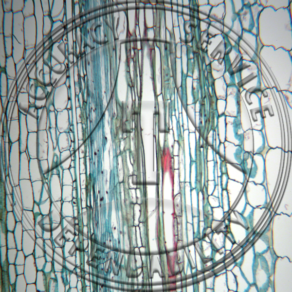 11-19B Nicotiana tabacum Stem LS Prepared Microscope Slide