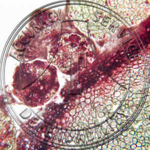 Clacviceps purpurea Mature Sclerotium Prepared Microscope Slide