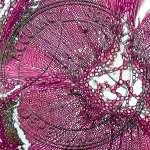 Erysiphe aggregata Prepared Microscope Slide
