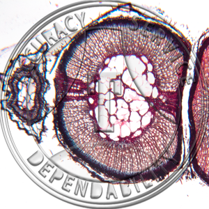 11-333B Kalmia polifolia Stem Prepared Microscope Slide