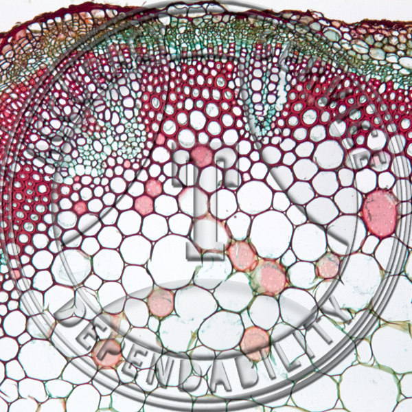 11-339-1 Lobelia spicata Stem CS Prepared Microscope Slide