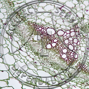 11-340-1 Lycopersicum esculentum Young Stem Prepared Microscope Slide 