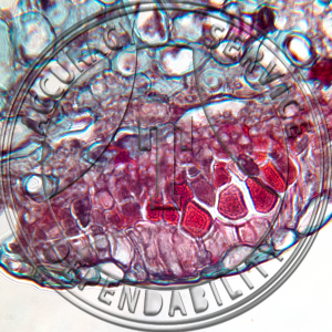 Cronartium ribicola Uredinia Prepared Microscope Slide
