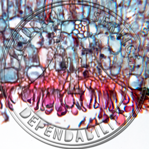 Melampsora medusae Populus Prepared Microscope Slide