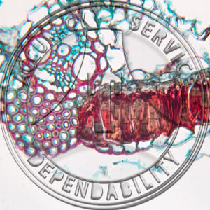 Puccinia elmi-impatientis Prepared Microscope Slide