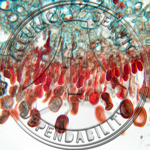 Puccinia helianthi-mollis Helianthus Prepared Microscope Slide