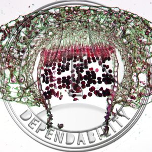 Puccinia pruni-spinosae Prepared Microscope Slide