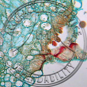 Uromyces trifolii Trifolium Prepared Microscope Slide