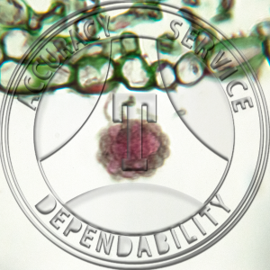 Microsphaera alni Cleistothecia on Lilac Prepared Microscope Slide