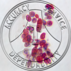 Saccharomyces Vegetative Cell Section Prepared Microscope Slide