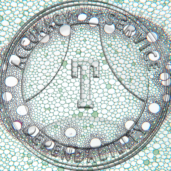 T-14 Monocot Root Prepared Microscope Slide 