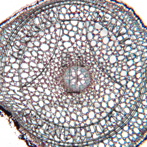14-1 Acorus calamus Root Prepared Microscope Slide 