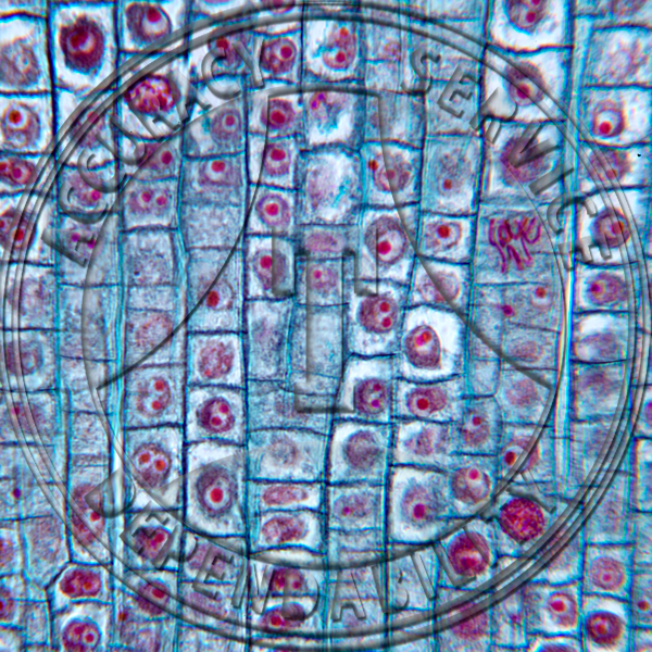 14-14 Hyacinthus Prepared Microscope Slide