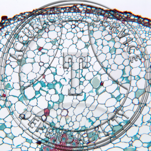 14-254-1 Anthurium Root Prepared Microscope Slide