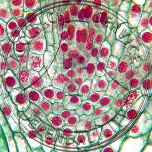 14-260-2 Cypripedium candidum Mitosis Prepared Microscope Slide 