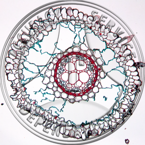14-263 Lilium michiganense Mature Root Prepared Microscope Slide