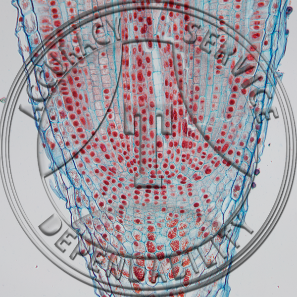 14-268-1 Tradescantia ohiensis Root Tip Median LS Prepared Microscope Slide