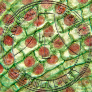 14-2B Allium cepa Mitosis Quadruple Stain Prepared Microscope Slide 