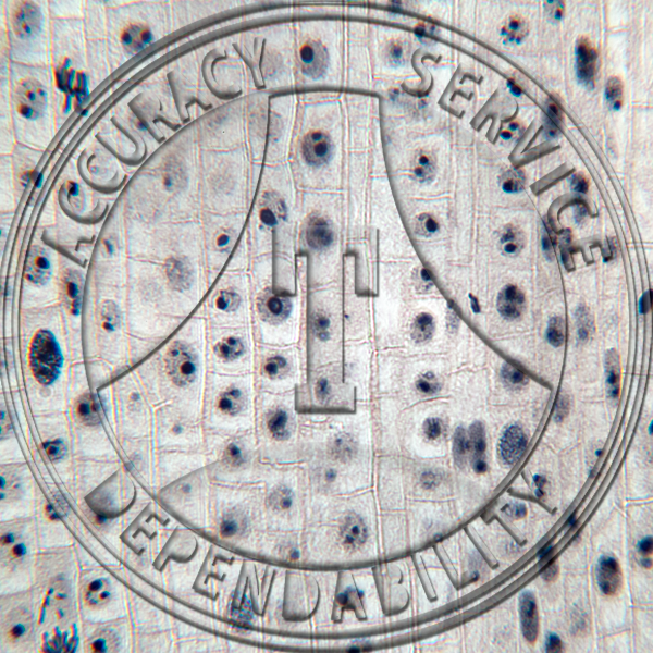 14-2CC Allium cepa Mitosis Iron Alum & Hematoxylin Prepared Microscope Slide
