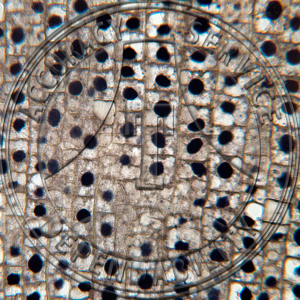 14-2E Allium cepa Mitochnodria in Root Tip Prepared Microscope Slide