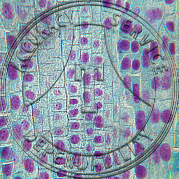 14-2FL Allium cepa LS Mitosis Feulgen Stain Prepared Microscope Slide