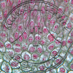 14-3A Lilium regale Mitosis Quadruple Stain Prepared Microscope Slide