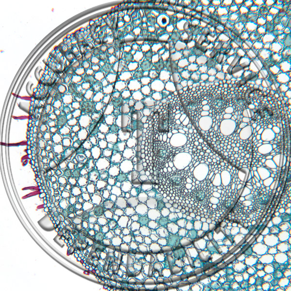 14-8A Smilax herbacea Young Root CS Prepared Microscope Slide