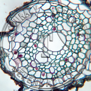 14-9A Triticum aestivum Young Root CS Prepared Microscope Slide