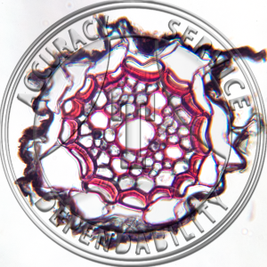 14-9B Triticum aestivum Mature Root CS Prepared Microscope Slide